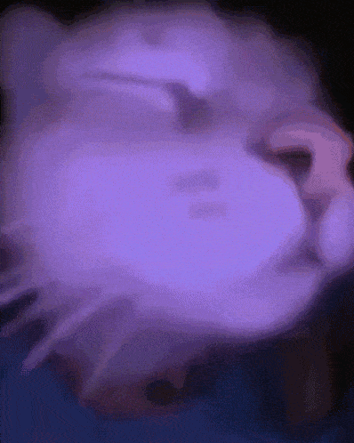 Dance Cat Meme GIF