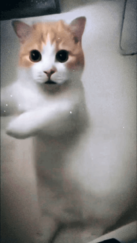 Dance Dancing GIF