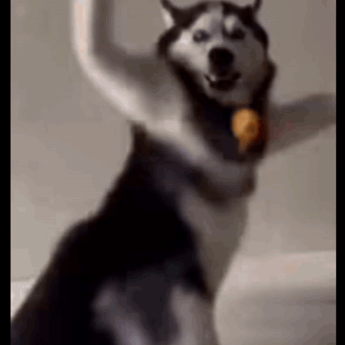 Dance Dog GIF