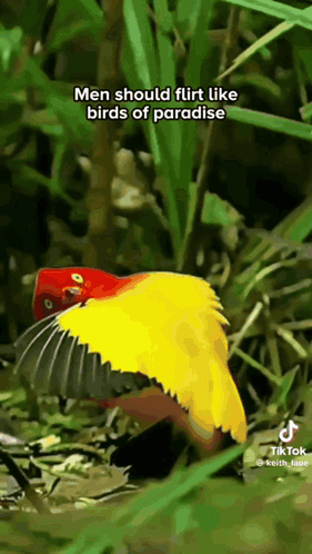 Dance Flirt GIF