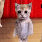 Dance Kucing Joget GIF