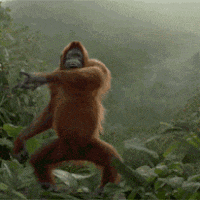 Dance Monkey Dddd GIF