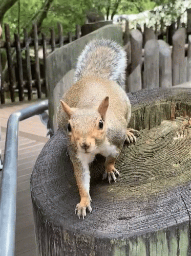 Dance Off Moves GIF. This 373 x 498 animated GIF is part of our funny squirrel collection. Related themes include dance, squirrel. Created by…