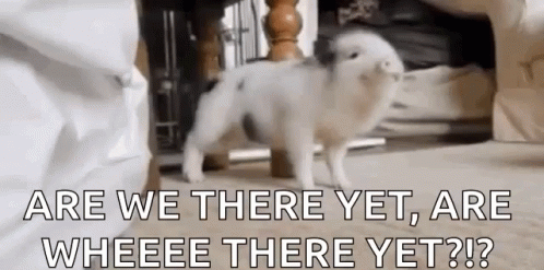 Dance Pig GIF