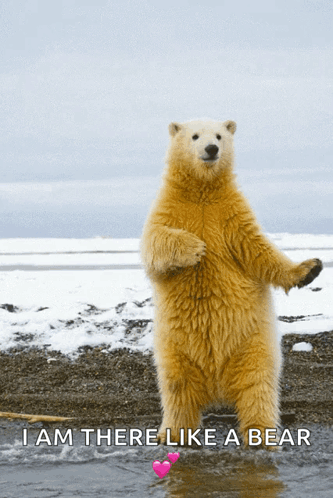 Dance Polarbear GIF. This 333 x 498 animated GIF is part of our bear waving collection. Related themes include bear, dance, snow. Created by jblanco027…