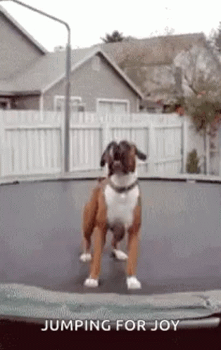 Dance Reaction GIF