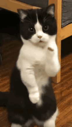Dance Tanec GIF