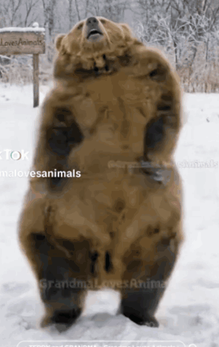 Dancing Bear GIF