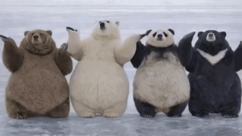 Dancing Bears Polar Bear GIF