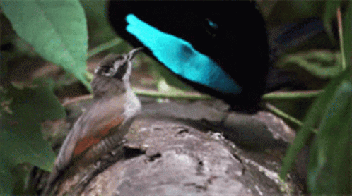 Dancing Bird GIF