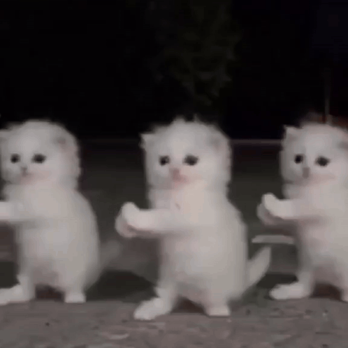 Dancing Cat Ai Cat Dancing GIF