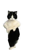 Dancing Cat Cat Dance Sticker