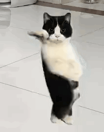 Dancing Cat Cat Dance GIF