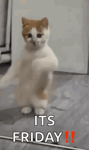 Dancing Cat Dance GIF