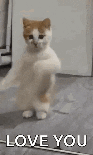 Dancing Cat Dance GIF
