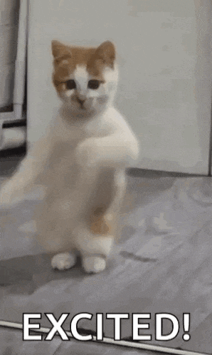 Dancing Cat Dance GIF