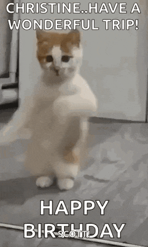 Dancing Cat Dance GIF