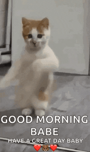 Dancing Cat Dance GIF