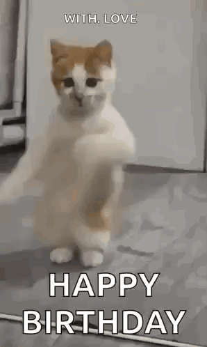 Dancing Cat Dance GIF