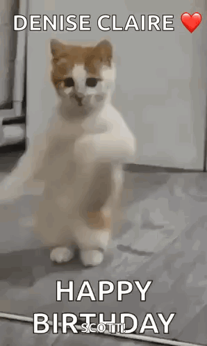 Dancing Cat Dance GIF