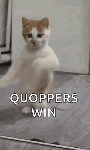 Dancing Cat Dance GIF