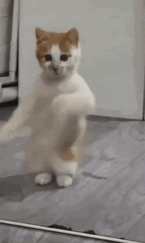 Dancing Cat Dance GIF