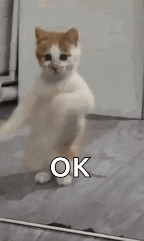 Dancing Cat Dance GIF