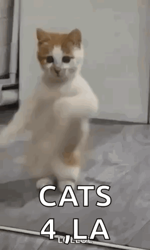 Dancing Cat Dance GIF