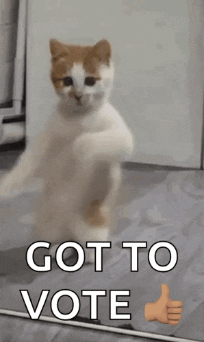 Dancing Cat Dance GIF