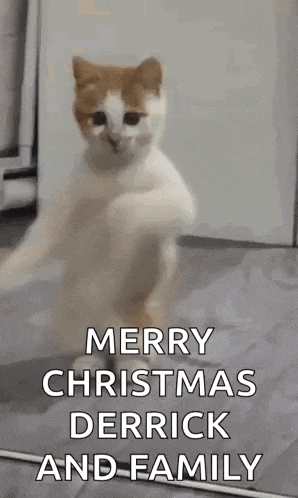 Dancing Cat Dance GIF