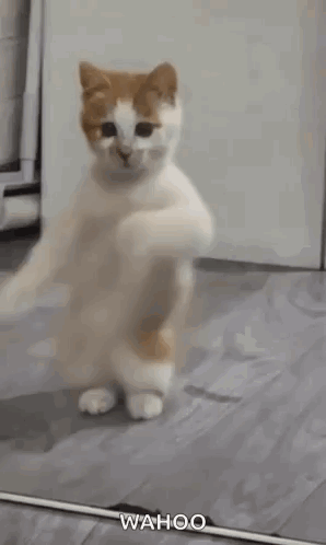 Dancing Cat Dance GIF