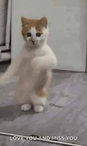 Dancing Cat Dance GIF