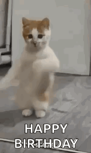 Dancing Cat Dance GIF