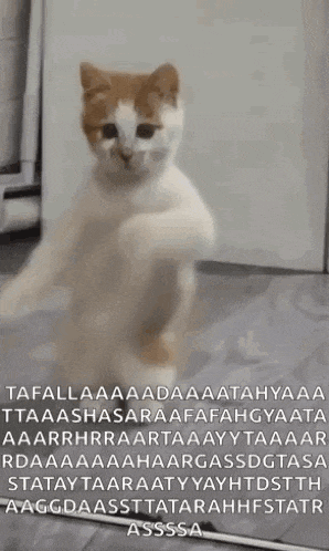 Dancing Cat Dance GIF