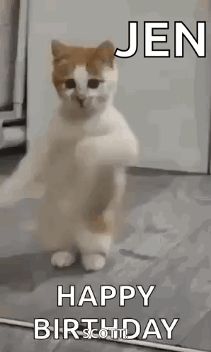 Dancing Cat Dance GIF. This 298 x 498 animated GIF is part of our lustiges gewitter collection. Related themes include cat, cat meme, dance. Created by…