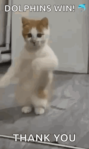Dancing Cat Dance GIF