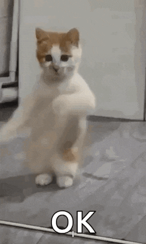 Dancing Cat Dance GIF