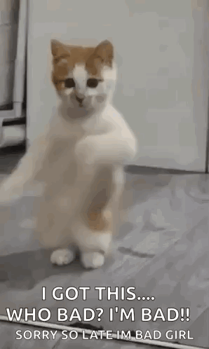Dancing Cat Dance GIF