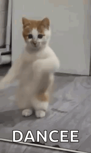 Dancing Cat Dance GIF