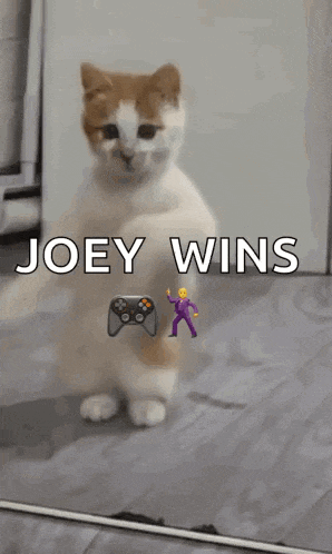 Dancing Cat Dance GIF