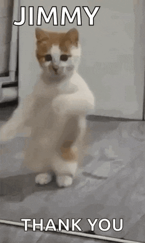 Dancing Cat Dance GIF