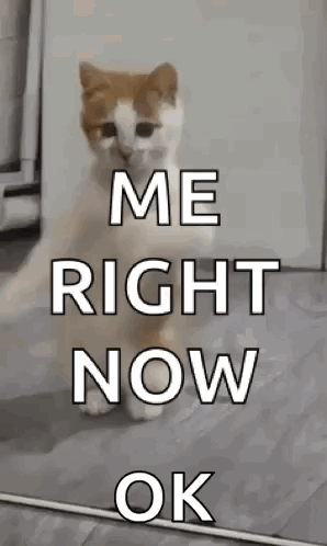 Dancing Cat Dance GIF