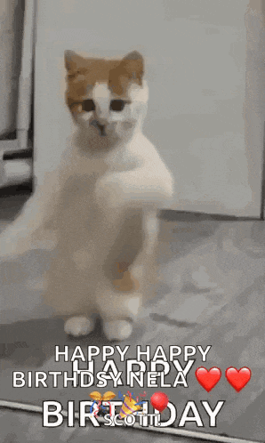 Dancing Cat Dance GIF
