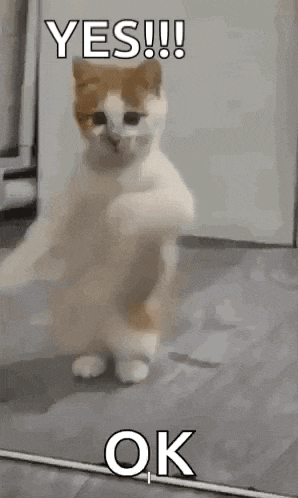 Dancing Cat Dance GIF