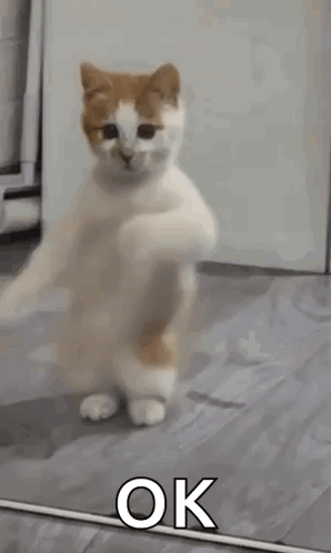 Dancing Cat Dance GIF. This 298 x 498 animated GIF is part of our ok collection. Related themes include cat, cat meme, dance. Created by meka4719. View the…