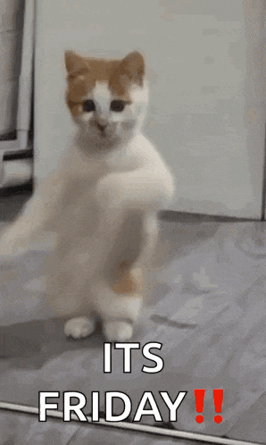 Dancing Cat Dance GIF