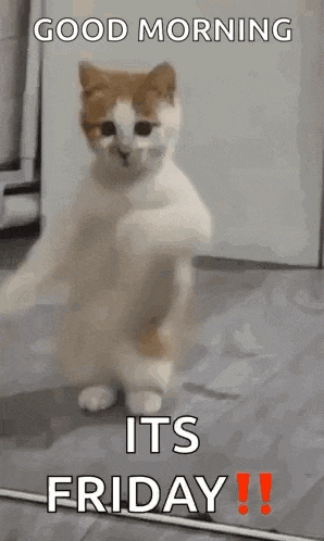 Dancing Cat Dance GIF