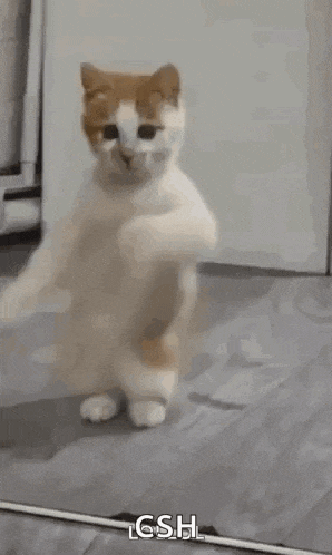 Dancing Cat Dance GIF