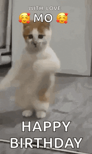 Dancing Cat Dance GIF