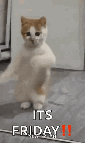 Dancing Cat Dance GIF